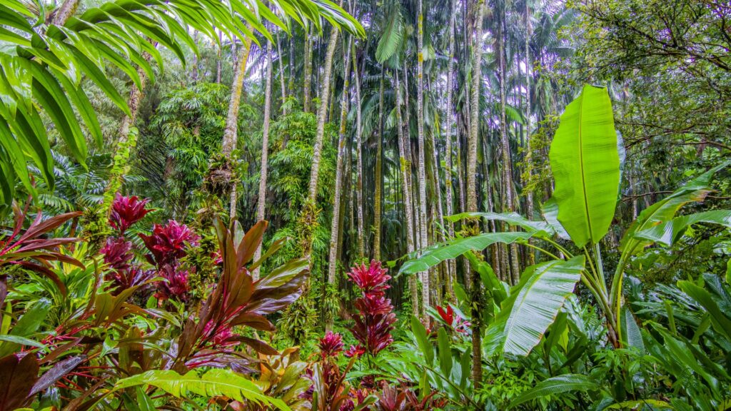 Big Island - Forêt tropicale