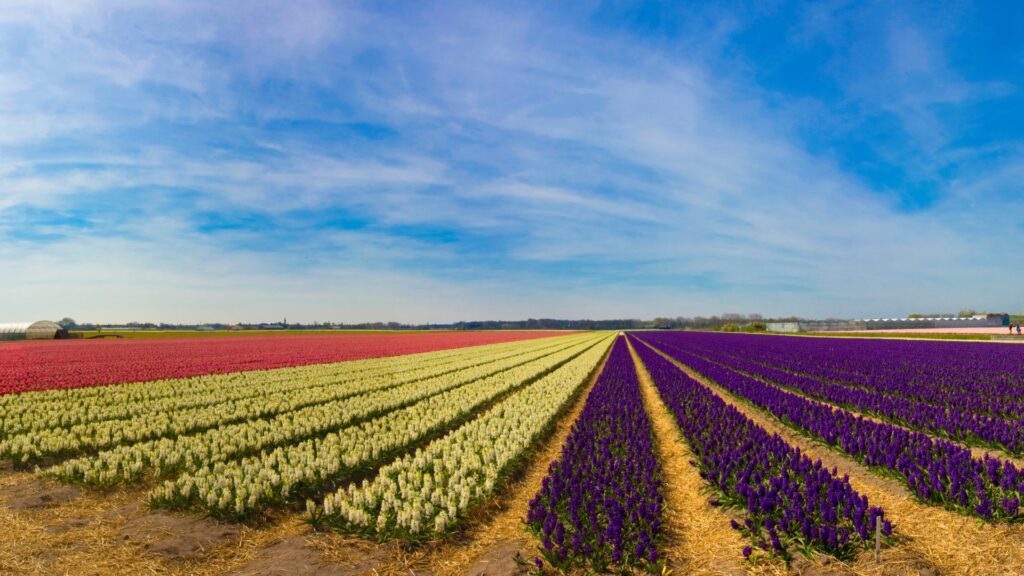 Keukenhof - Pays-Bas