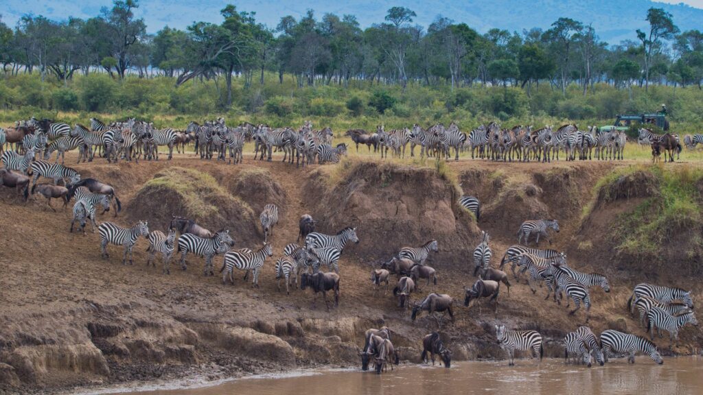 Safari en Afrique avec des animaux sauvages dans leur habitat naturel.