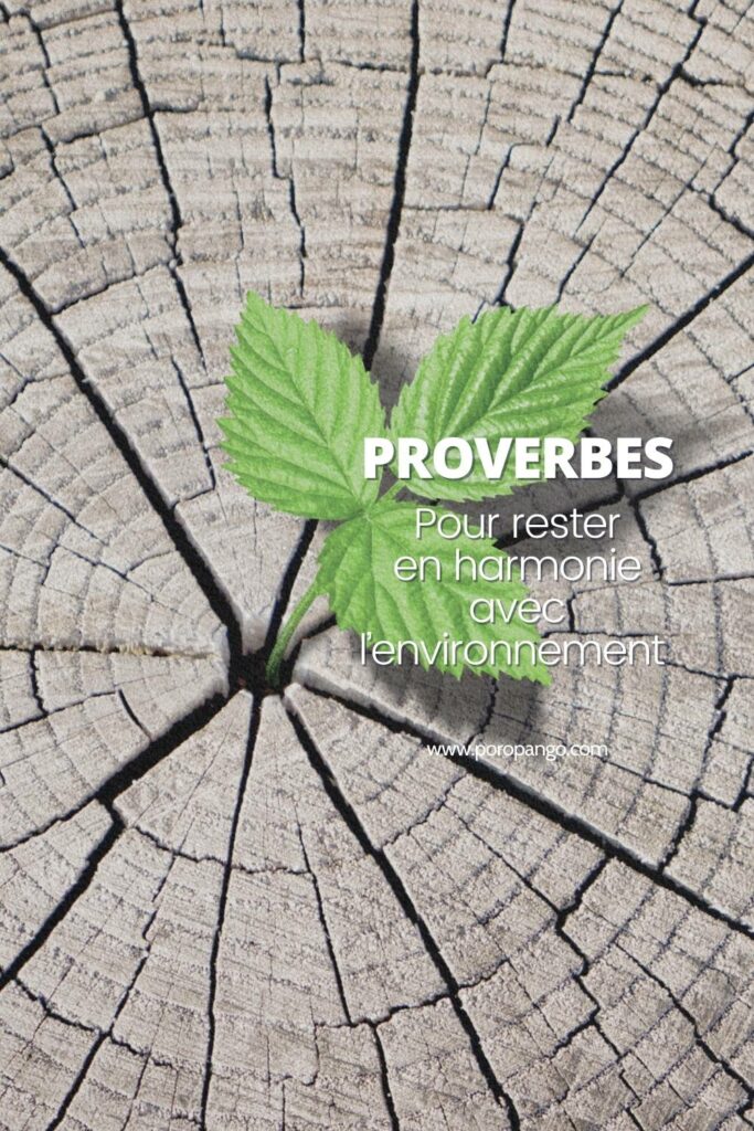 Article de blog Poropango : Proverbes inspirants pour vivre en harmonie avec l’environnement