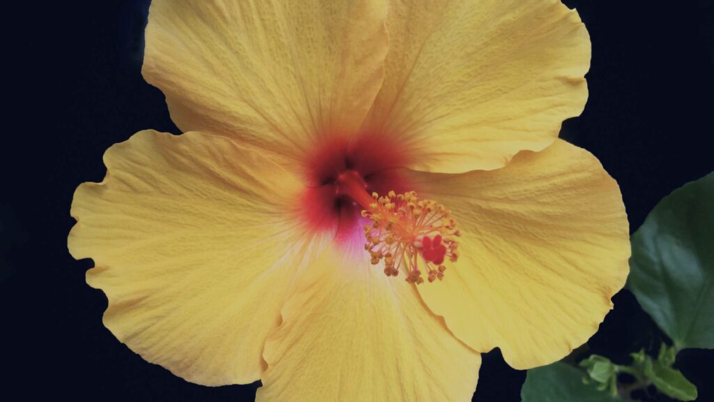 Fleur d'hibiscus jaune, fleur nationale d'Hawai