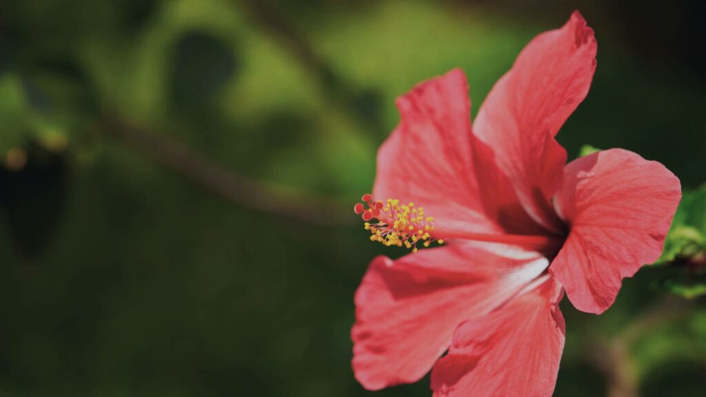 Fleur d'hibiscus rouge