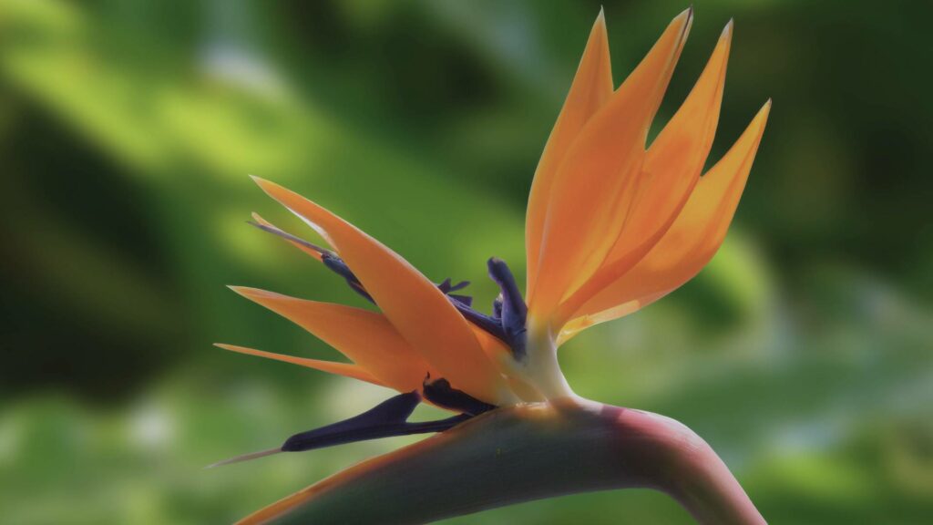 Fleur oiseau de paradis