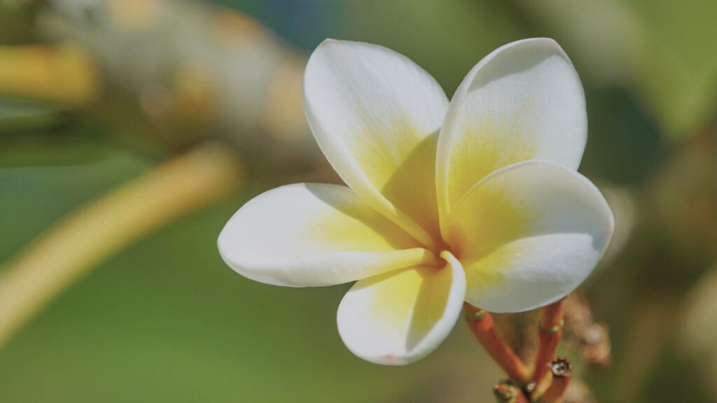 Fleur de Plumeria