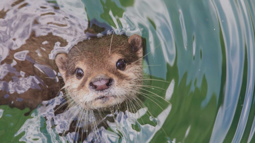 Loutre