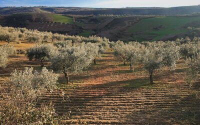 Culture Portugaise : Les proverbes qui enrichiront votre vie de sagesse et de résilience