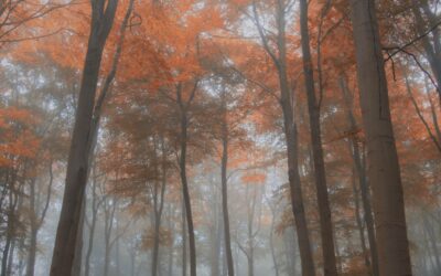 Comment apprécier le brouillard en automne ?