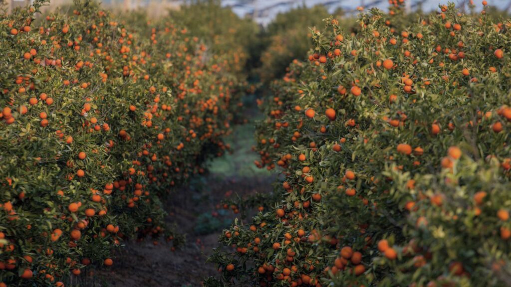 Verger d'agrumes en Algarve avec des orangers.