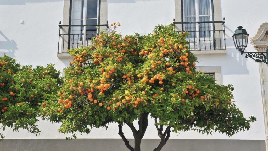 Rue pittoresque de Faro avec des orangers.