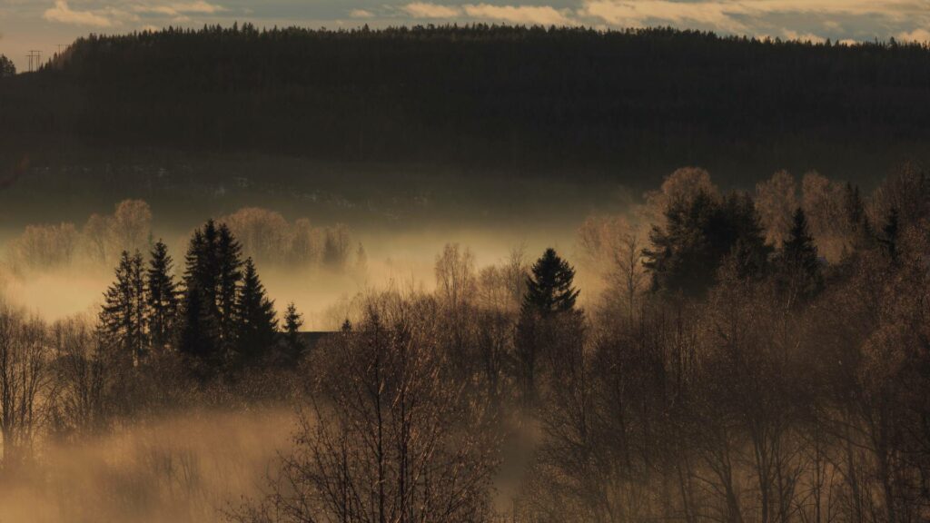 Forêt embrumée en Scandinavie, évoquant les contes mystérieux du Nord de l’Europe.